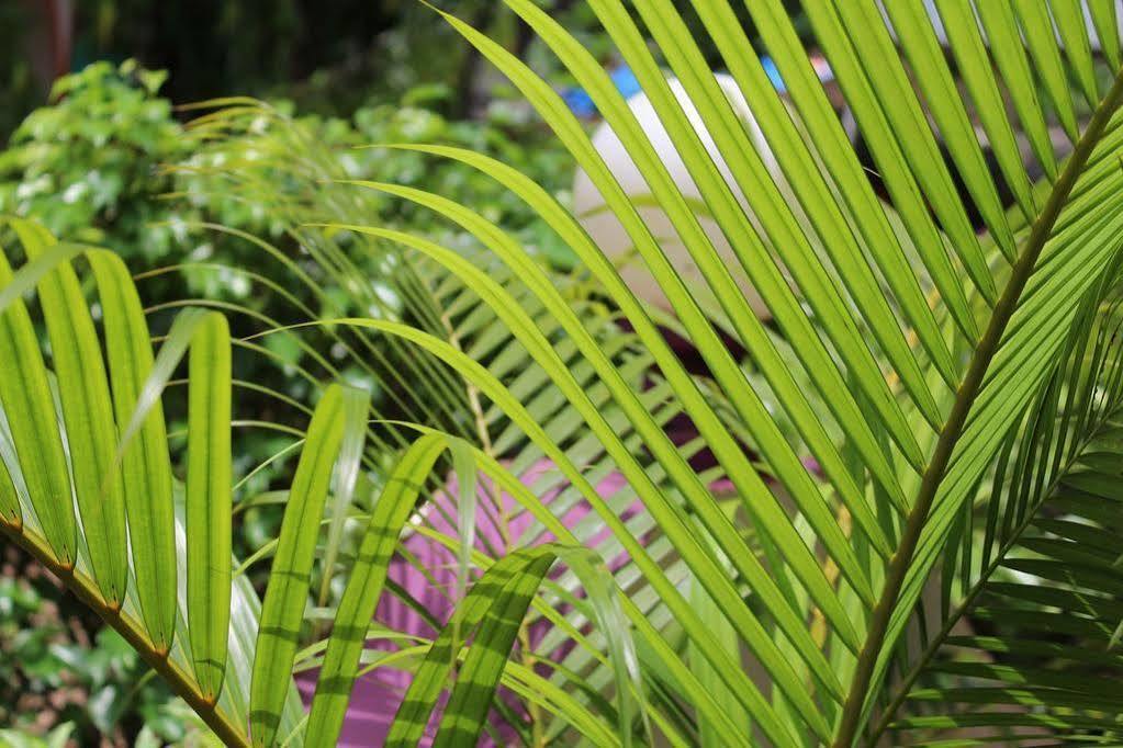 Sugar Plum Macedo Palms Bed & Breakfast บากา ภายนอก รูปภาพ
